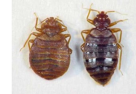 Bed Bugs – Reliable Exterminators