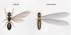 Ant Swarmer versus Termite Swarmer 