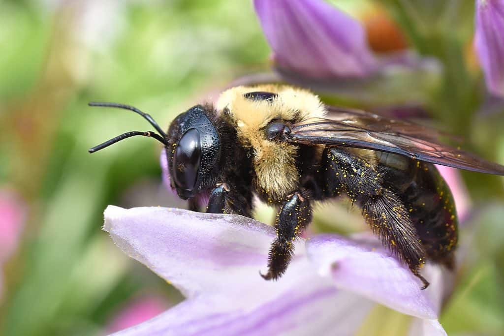 Carpenter Bees are Drilling in May Reliable Exterminators