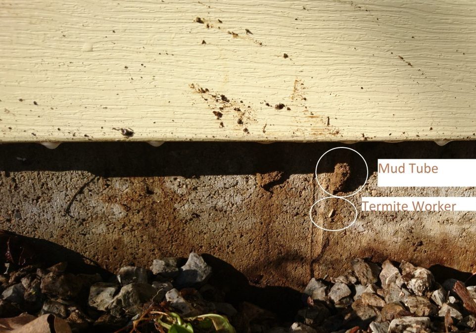 Termite mud tube