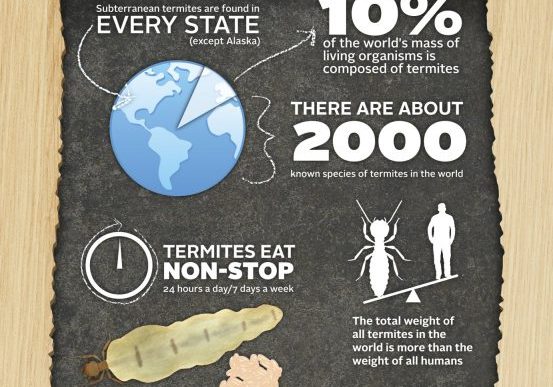 Termite Infographic NPMA