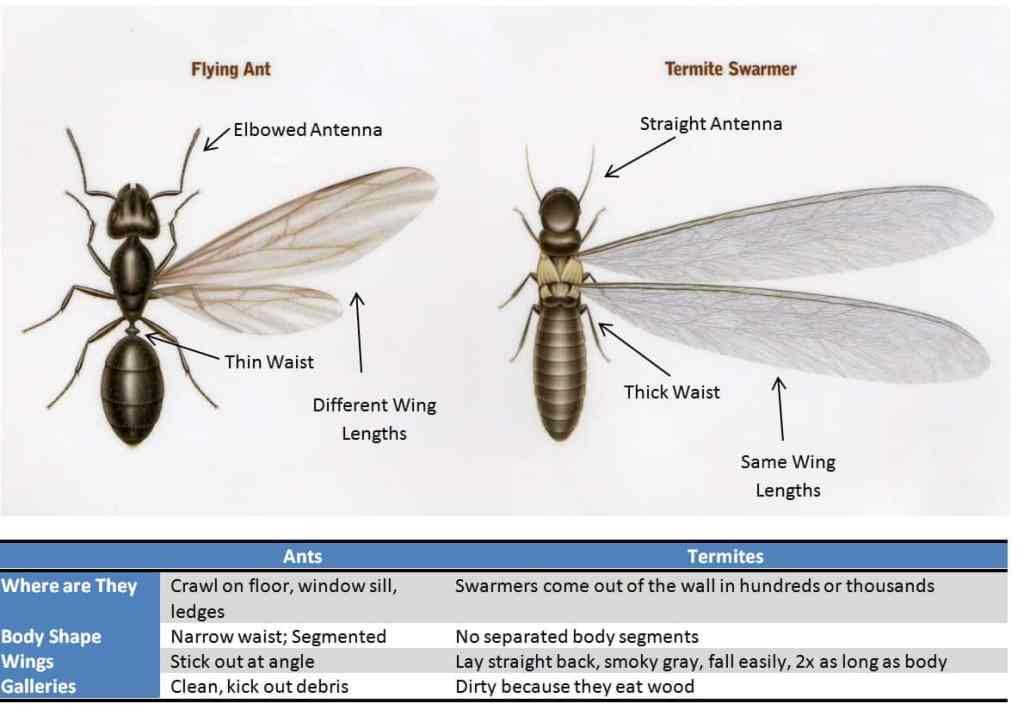 Termite vs Ant infographic