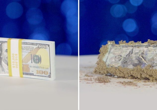 Termites eating Money