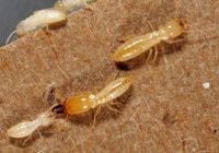 Termite Workers courtesy of Purdue University