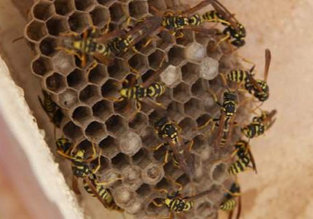 istock_000010695943small_wasp-hive