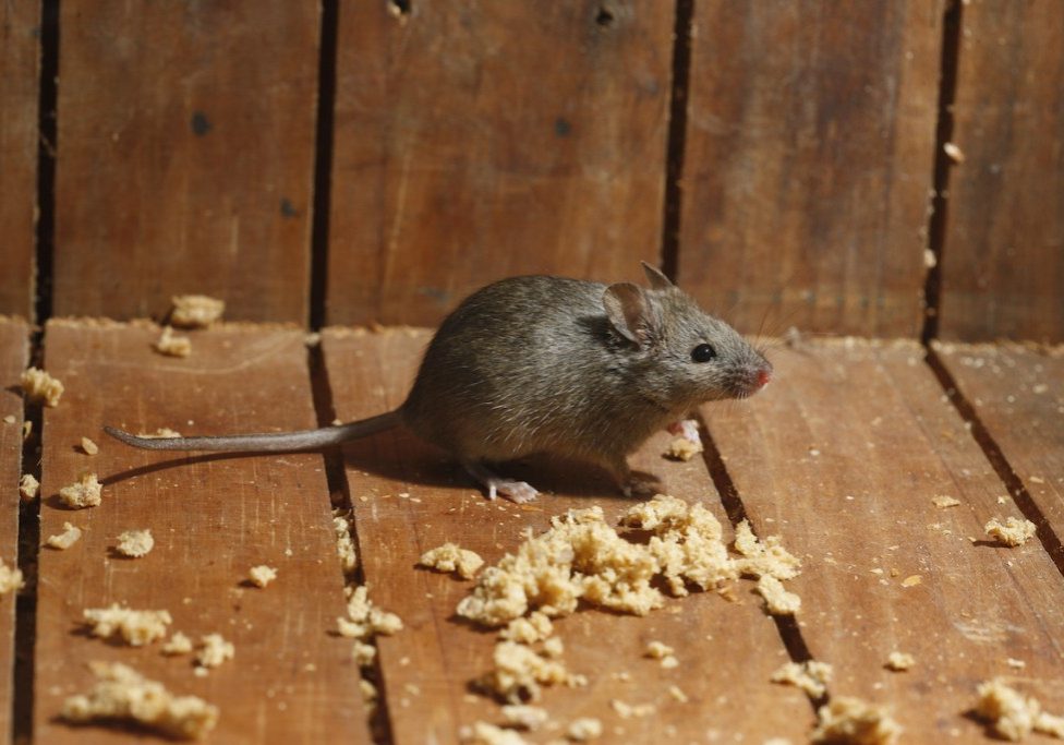 House mouse, Mus musculus, Midlands, UK